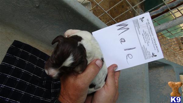 Puppies in Dime box